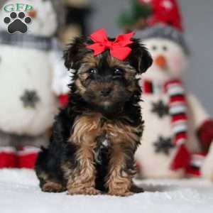 Chloe, Yorkie Poo Puppy